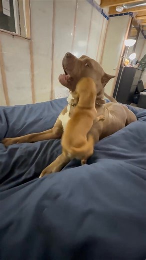 Milton the chihuahua & Kezler the XL American Bully playing ❤️ #dog #DogLovers #chihuahua #chihuahualove #pitbull #americanbully | miltonnkez