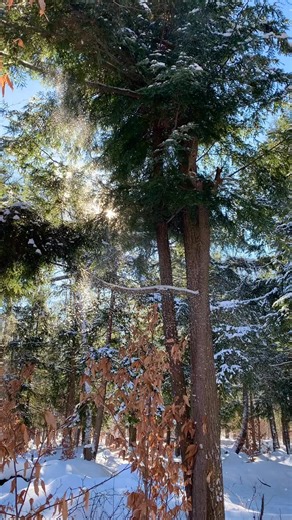 A short clip of one of my favorite places to explore- Hemlock groves 🤍 Hemlock recap🌲 Hemlock is by far my favorite tree (Eastern Hemlock-tsuga canadensis NOT to be confused with poison hemlock the biennial carrot family plant).There's something so incredibly captivating about the old growth Hemlock forests, I could spend an entire day in one. Especially in winter. The way the dark bark and the deep green needles contrast the bright white snow. The way the snow floats down between the beautifu