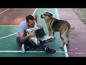 The Ultimate Jealous Pets Compilation