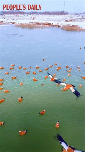 Ruddy shelducks glide and rise over the water in Jingtai County, northwest China’s Gansu Province, with snow-dusted banks highlighting their winter migration journey. | People's Daily, China