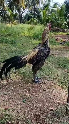 Black skin Java colour pataa