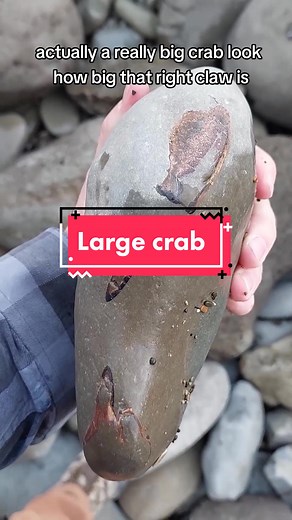 Quite a large Miocene Tumidocarcinus giganteus crab hiding amongst the rocks. #fossil #crab #hiding #nature #sunset