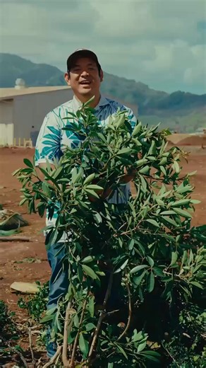 Here's a quick glimpse of how we turn green waste into compost♻️ Although the process looks quick, it actually takes 18 months-2 years for the entire process to get to the final product- our Menehune Magic compost, which we call Black Gold. This process is very tedious to ensure safe composting procedures and to maintain the highest-quality compost. Our mission is sustainability in which we provide compost & soil resources while diverting green waste that would typically go into the landfill. Ma