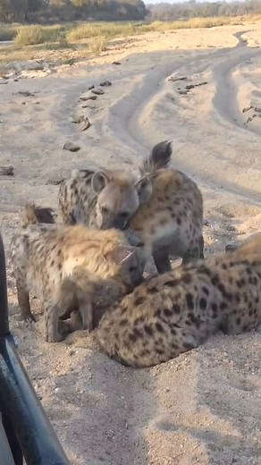 8.4K views · 136 reactions | Hyenas are Africa’s most misunderstood...