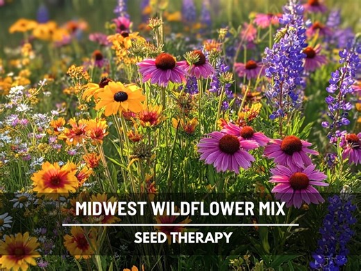 Midwest Wildflower Mix – 1,000 Seeds, Heirloom Flowers, Formulated for Midwestern United States - Etsy