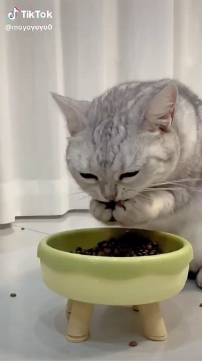 #foryoupage #cats #cat #eat