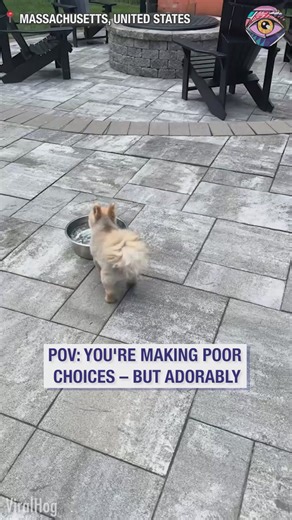 22K views · 198 reactions | Built-in pool – ignored. $5 bowl – obsession | HomeChic | Facebook