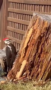 So beautiful Bird😍 | Amazing World