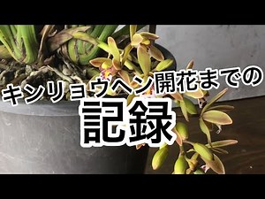 キンリョウヘン開花までの記録