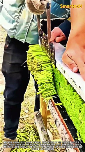 수작업으로 완성하는 깔끔한 고사리 단면 자르기 #worker #process #fern #harvest #agriculture
