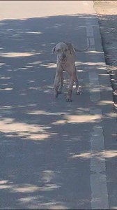 Reported in Daanbantayan with broken front leg! We have informed our fellow rescuer in the area Medellin @Maria Fe Calipay Buhayan but she depends on donations and funds! - please support her rescue and vet bill for this dog! Her profile: https://www.facebook.com/share/ZVbJ4cYiMnM5XvwH/ Dan Vetter Facebook.com/dancing2 | MARO - Mayari Animal Rescue Organization, Inc.