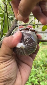 Air layering technique on orange trees #bonsai #bonsaitree #fblifestyle #fruits #fruitlover #orange #orangetree #airlayering #fruittreeplanting #propagating | Nuri Hadiyanto