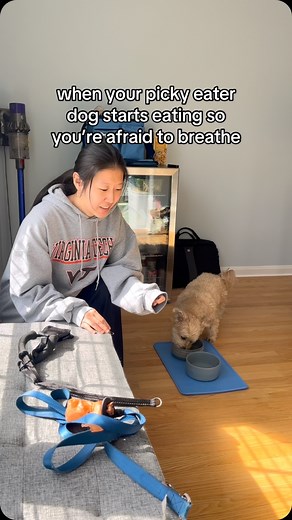 cody boy 🐾 on Instagram