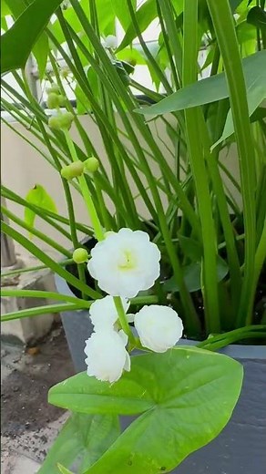 Rare Double Petal Arrowhead Flower(Sagittaria)|Stunning White Blooms #shorts #viral #viralvideo #fyp