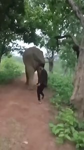 Mase burbok Mwider khwu j bidi hwew gathar janai bla sw mjg jagwu mwn #mwider #eliphant #fbyシvideo | Nigash Narzari