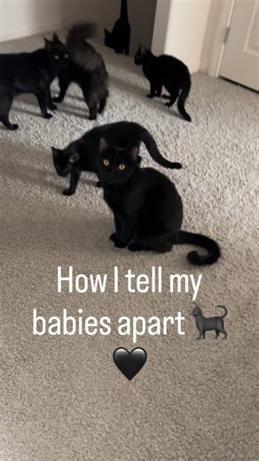 6 Black Cats 🐈‍⬛✨ | Cat Mom 🖤 | I hope you enjoy meeting all my babies! 🖤 I kept it short sweet—who stands out to you? 🐈‍⬛✨ #meow #blackcat #cats_of_instagram #cats #cat | Instagram