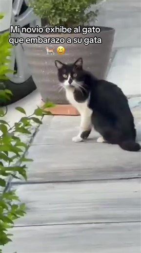 Gato divertido: ¿cómo saber si está embarazada?