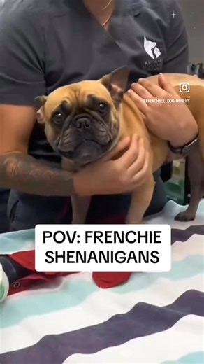 Frenchies are special! They are AKC #1 breed for a reason Lolol #frenchbulldog #frenchielife #puppylife #frenchiesociety #akc #frenchies | Squishyface Frenchies Kennels