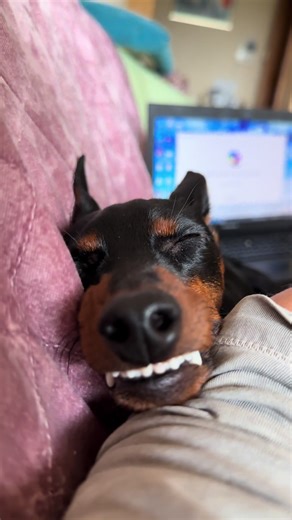 #creatorsearchinsights I’m happy dog even if it’s raining, because I can sleep a lot😁🥰🐶