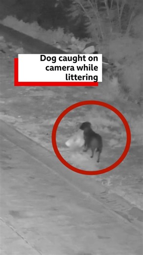 This dog was caught on camera illegally littering. Italian police said the dog had been trained to fly-tip by its owner. 🎧 Picking up healthcare with the litter: https://bbc.in/3MLDwEg | BBC World Service