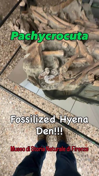 Bone Den! #Pachycrocuta brevirostris, the giant short-faced hyena, was the largest hyena that ever lived, over 3â€™ at the shoulder and 250+ lbs (aka female lion size). Gervais in 1850 named a huge French skull Hyaena brevirostris. Kretzoi in 1938 renamed it to Pachycrocuta, but that name wasnâ€™t â€œadoptedâ€ until the 1970s. It lived in Eurasia and Africa, ~2 Ma (Miocene) to ~700 K (Pleistocene), going extinct around likely not coincidentally when the spotted hyena (Crocuta crocuta) arrives. 