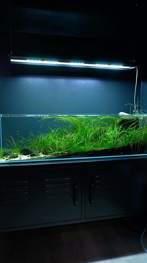 MJ | Aquascaping on Instagram: "From hardscape to aquascape 💚 . . 👉🏻Be sure to SUBSCRIBE to my YouTube channel: YouTube.com/mjaquascaping 👉🏻10%DISCOUNT on CO2Art with code: Amsterdam #Aquascaping #Nanocube #fishtank #plantedtank #shrimptank #co2 #ada #plants #nanoaquarium #moss #natureaquarium #aquascape #betta"