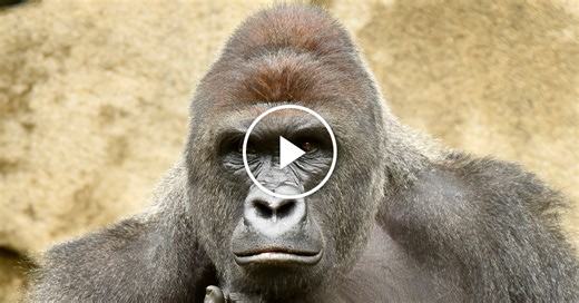 Harambe the Viral Gorilla: The Untold Story, 10 Years Later