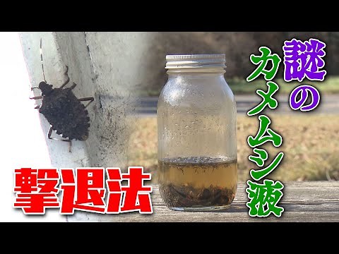 【謎のカメムシ液】カメムシ撃退法【ギモンにこたえ隊】