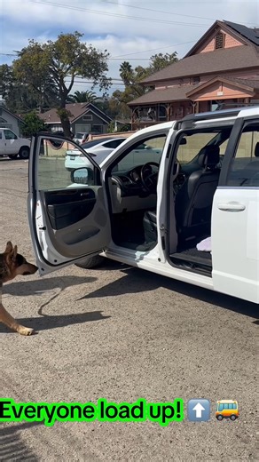 Another Fun Day at SPARC! 🐾 Our dogs here at Santa Paula Animal Rescue Center (SPARC) are thriving — becoming friendlier, happier, and well-rounded canine citizens of our community, all while waiting for their next chance at a loving forever home! ❤️ SPARC isn’t just a rescue — it’s a place for the lost, the weak, the old, the young, the broken, and those who’ve been failed by humans. Here, we give them life again. We bring joy, excitement, structure, and exercise, helping every dog rediscover 