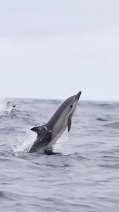 3.4K views · 122 reactions | A baby short-beaked common dolphin learning to jump! 凉 These dolphins are sometimes comically energetic. On this particular day, 100 miles southwest from our harbor, it seemed as if every member of the pod was leaping all at once. It was a spectacular performance from hundreds of dolphins in the middle of nowhere! | Video and caption by @seataceans via @_ocean.life__ | Ocean Magazine | Facebook