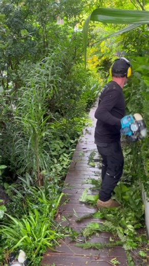 Exploring the Enchanting World of Rainforests