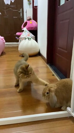 Cat vs Rabbit Fight - Funny Animal Showdown