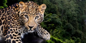 Does This Animal Live Near The Equator Or Not?