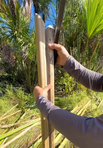 Forro de Talo de Buriti na Casa de Madeira: Ideia e Construção