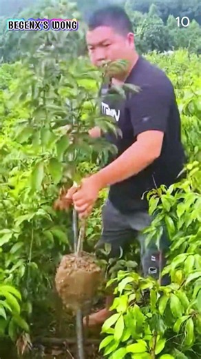 Easy tricks to dig up plants with simple tools #shorts