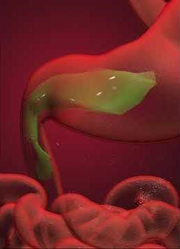 Human Digestive system- small intestine duodenum ( 3D Animation )