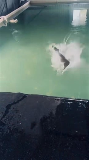 1.1K views · 16 reactions | “Mad dogs? Nah- this is aqua-based therapy”!! Dock diving builds strength, burns energy and boosts joy…. It’s a win, win!! #dockdiving #dockdivingdogs #dockdivingdogsofinstagram #dogsport #doglover #dockdogs | Barn dogs Australia | Facebook