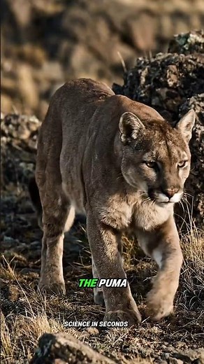 The Puma: America’s Silent Hunter