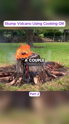 Effective Stump Removal Techniques Using Cooking Oil