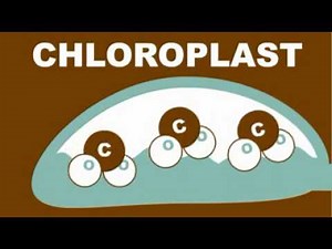 Photosynthesis Explained Simply - Forest Fact Break