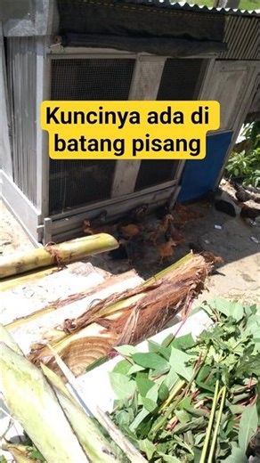 Pusang stem with the right mixture makes local chickens grow and develop rapidly