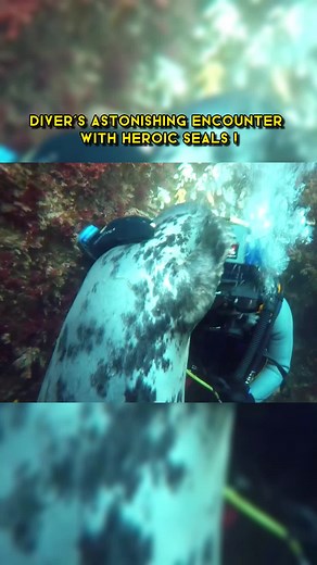 Diver's Astonishing Encounter with Heroic Seals #seals #babyseal #animals #wildanimals #wildlife #animalrescue #thestrangetruth