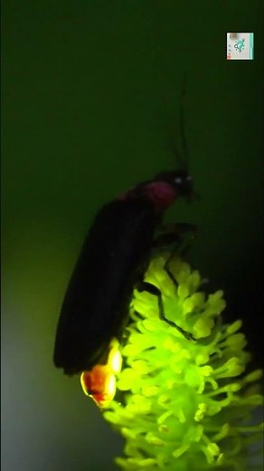Why Do Fireflies Blink in Sync? ✨ (Tiny Bugs. Big Light Show.)