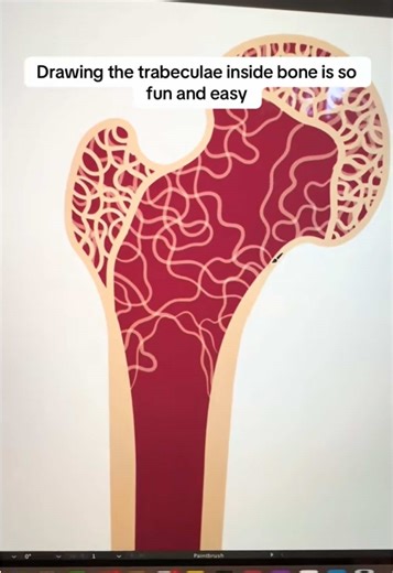 Understanding Trabeculae: The Bone's Support Structure