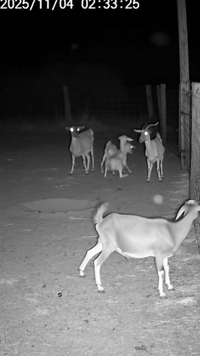 “Late night at a remote goat farm… CCTV caught a mysterious creature emerging from the earth and attacking the goats! 🐐👻 Watch how it disappears, leaving no trace.CCTV creature attack, paranormal goat farm, real creature footage, mysterious creature video, night horror video, supernatural animal attack, creepy farm footage, fast action horror, midnight attack, real paranormal incident, #MysteriousCreature #GoatAttack #CCTVFootage #RealHorror #ParanormalActivity #NightFarm #CreepyVideo #HorrorR