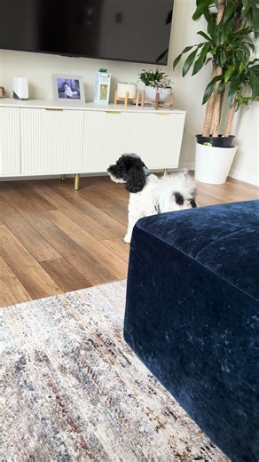 Poodle barking st his own photo🐩