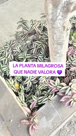 Beneficios de la Tradescantia Zebrina para la Salud
