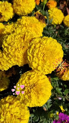 Explore Beautiful Yellow Pom Pom Flowers in Your Garden