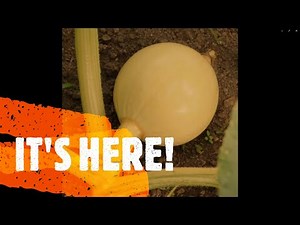 Learn how to grow GIANT pumpkins! Episode 3! Pollination