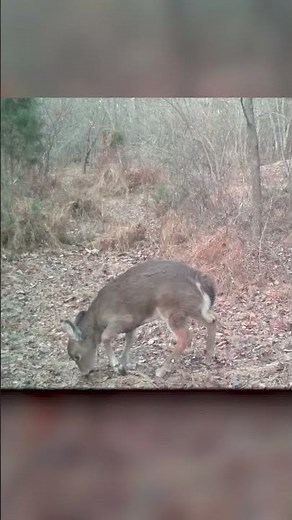 Have you ever seen a “dwarf deer”?